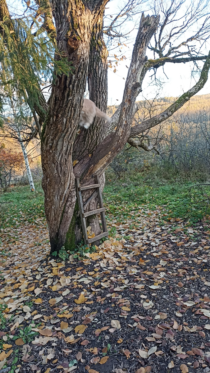 Кот в полёте 😅