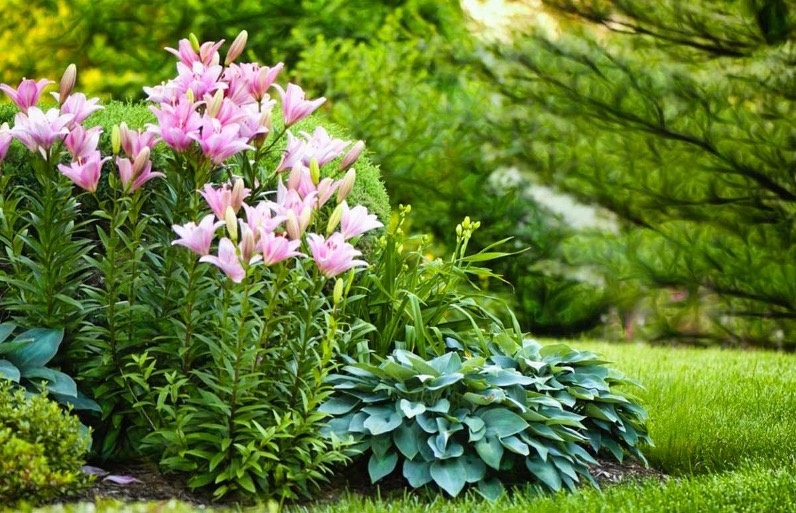 Лилии в ландшафтном дизайне