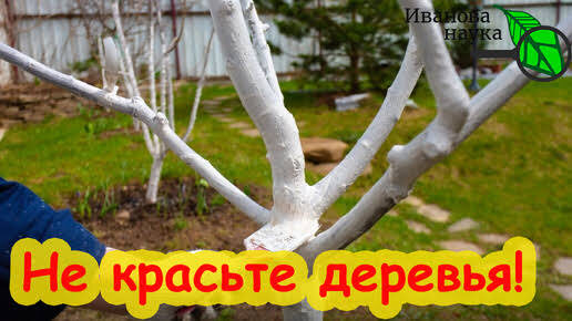 Целых ТРИ рецепта несмываемой побелки для деревьев: лечат, защищают, украшают ВАШ САД.