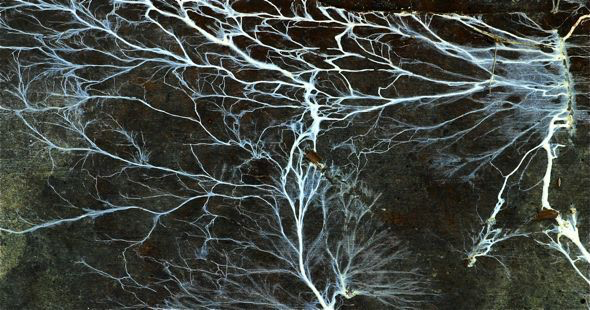 Грибная сеть соединяет деревья и растения, передавая сигналы и питательные вещества.