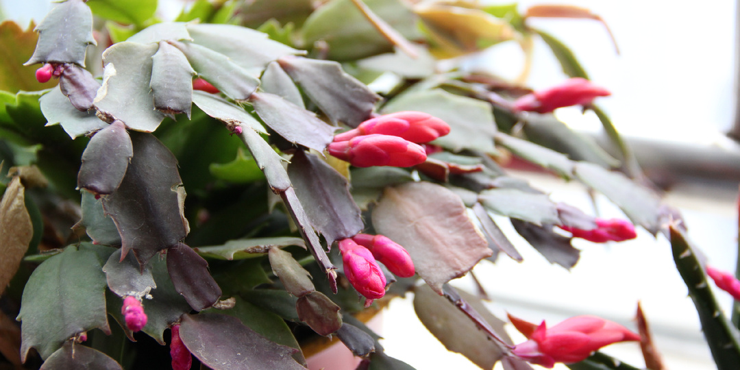 "Декабрист набрал бутоны": пора вносить следующие подкормки (декабрист сформирует больше бутонов и порадует обильным цветением)