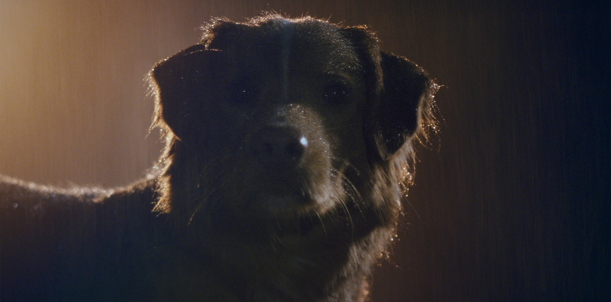 Источник — «Кинопоиск»