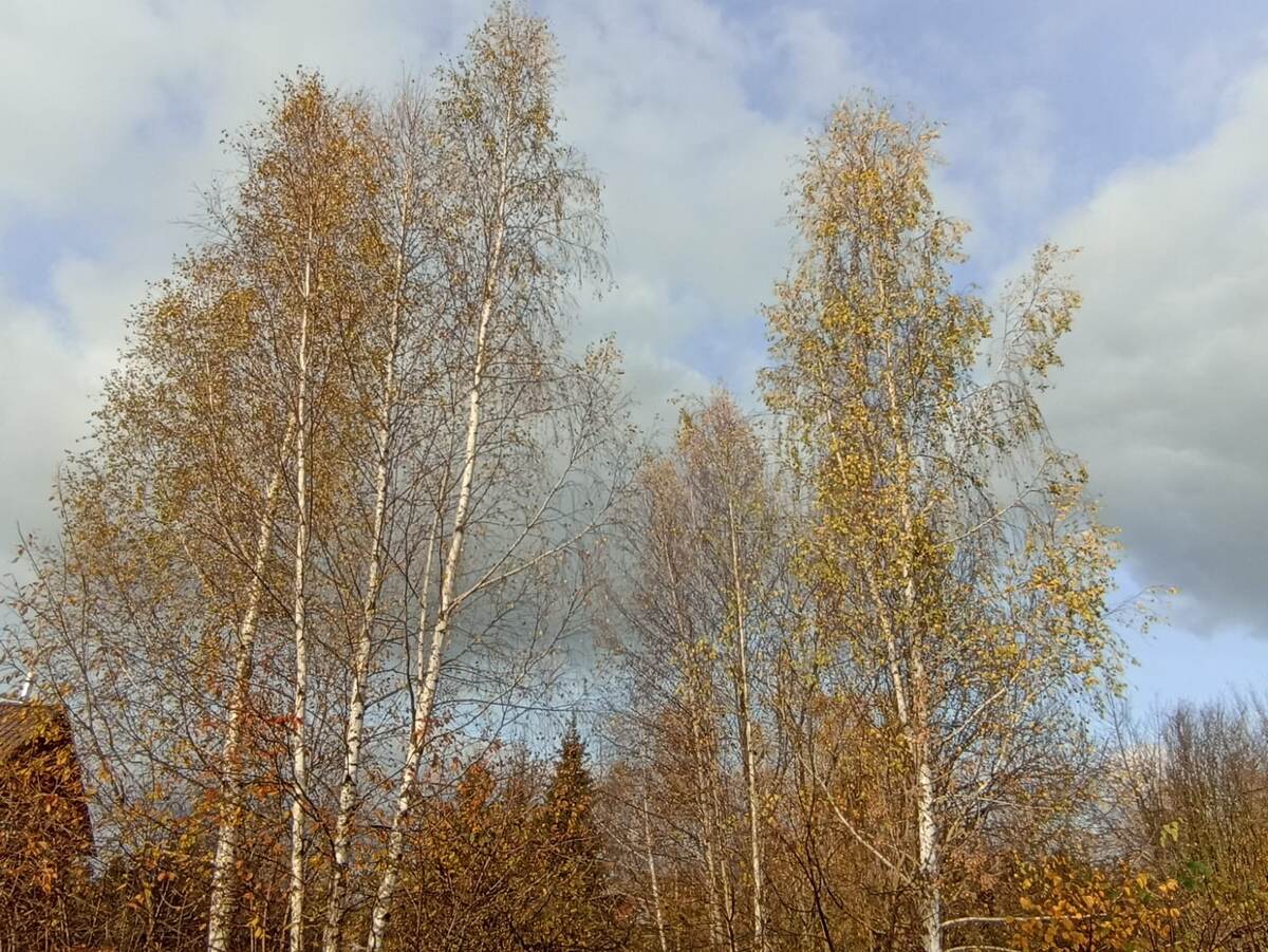 Берёзы на участке у родителей