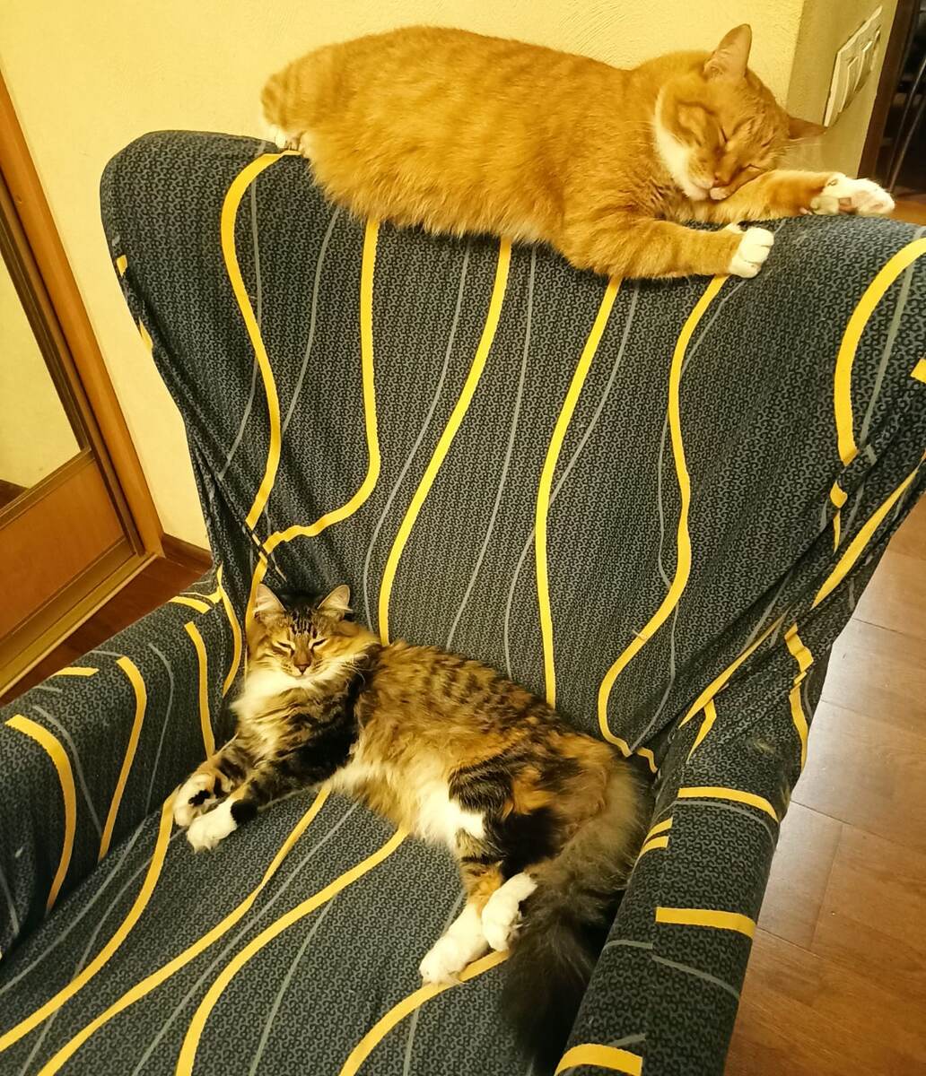 Примерные коты)) 