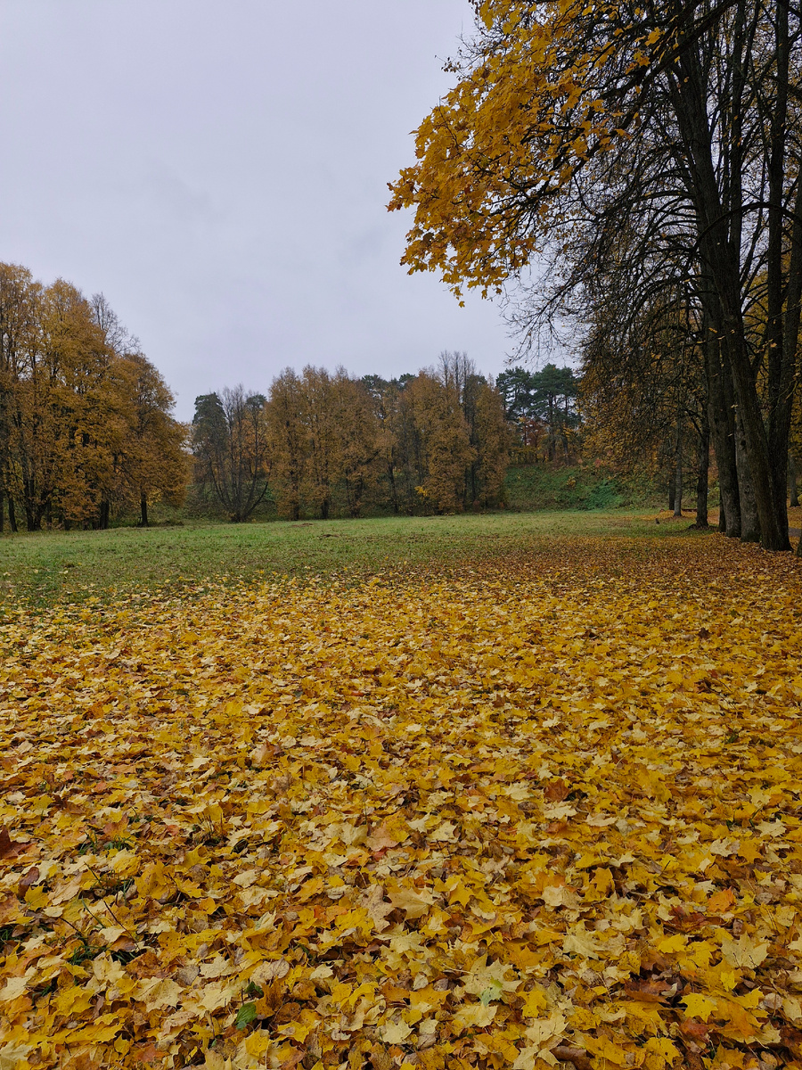 12 октября 2025. Осень в Звенигороде. Правда, шуршать листьями не получилось. Они мокрые
