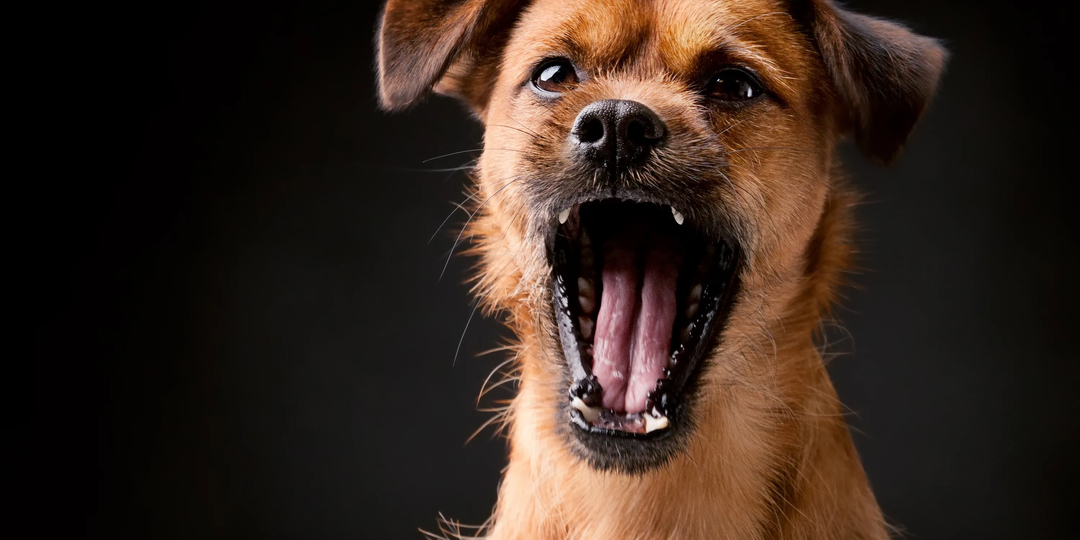 Что ваши питомцы пытаются вам сказать лаем?