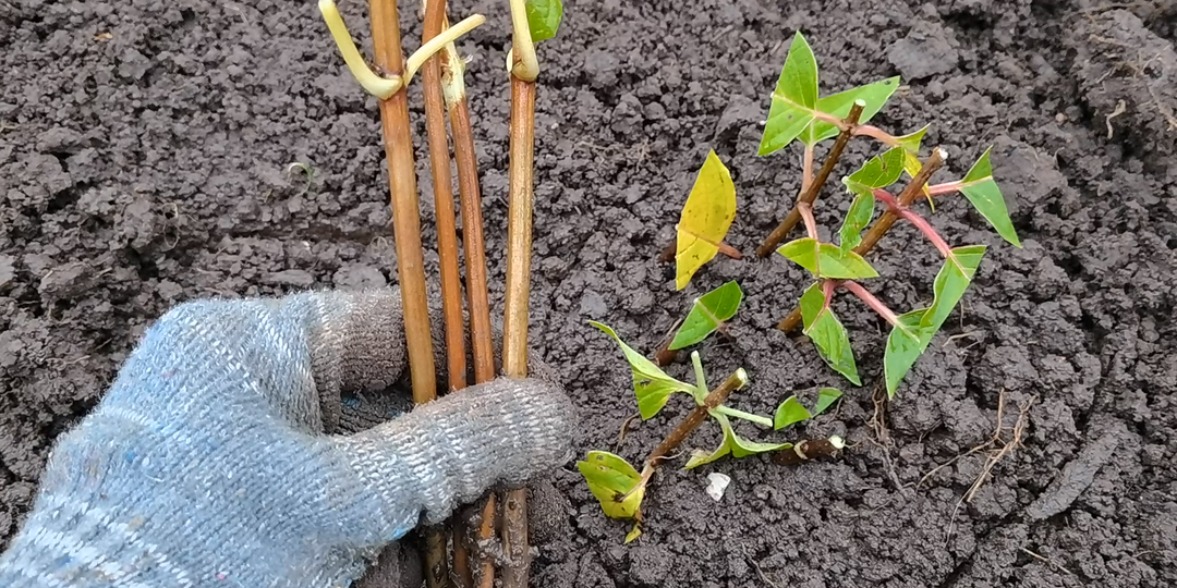 Черенкую гортензии поздней осенью в саду. Эффективный и беспроблемный способ черенкования гортензии под зиму