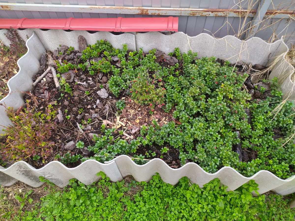 Брусника Коралл