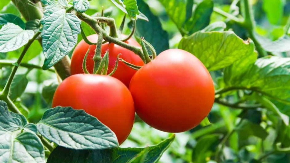 Мои томаты в середине октября - плодоносят, когда у соседей давно все закончилось