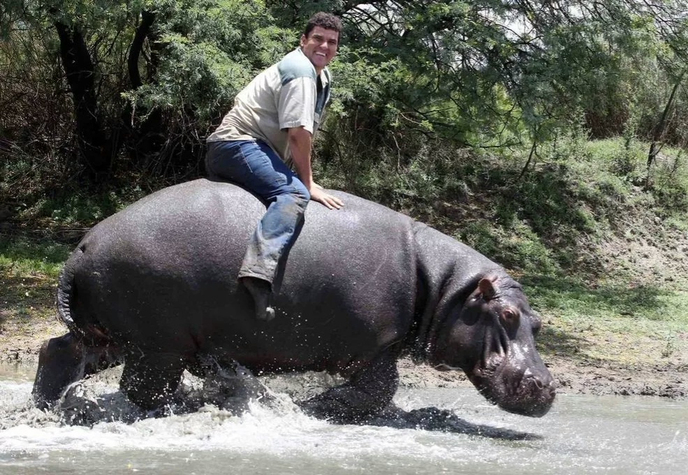 Мариус Элс играл с бегемотом Хамфри, плавал на нем и даже ездил на нем верхом. (Barcroft Media via Getty Images)