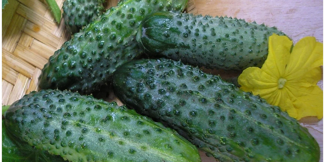 Урожайные огурцы плодоносящие до глубокой осени