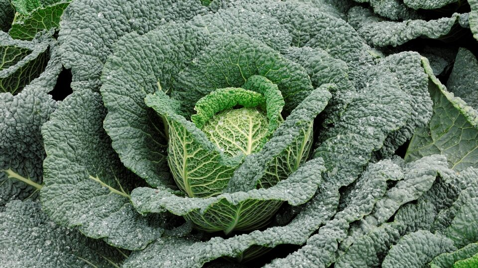 Савойская капуста: 5 причин, почему вы должны есть её прямо сейчас (и лучшие рецепты в придачу!)