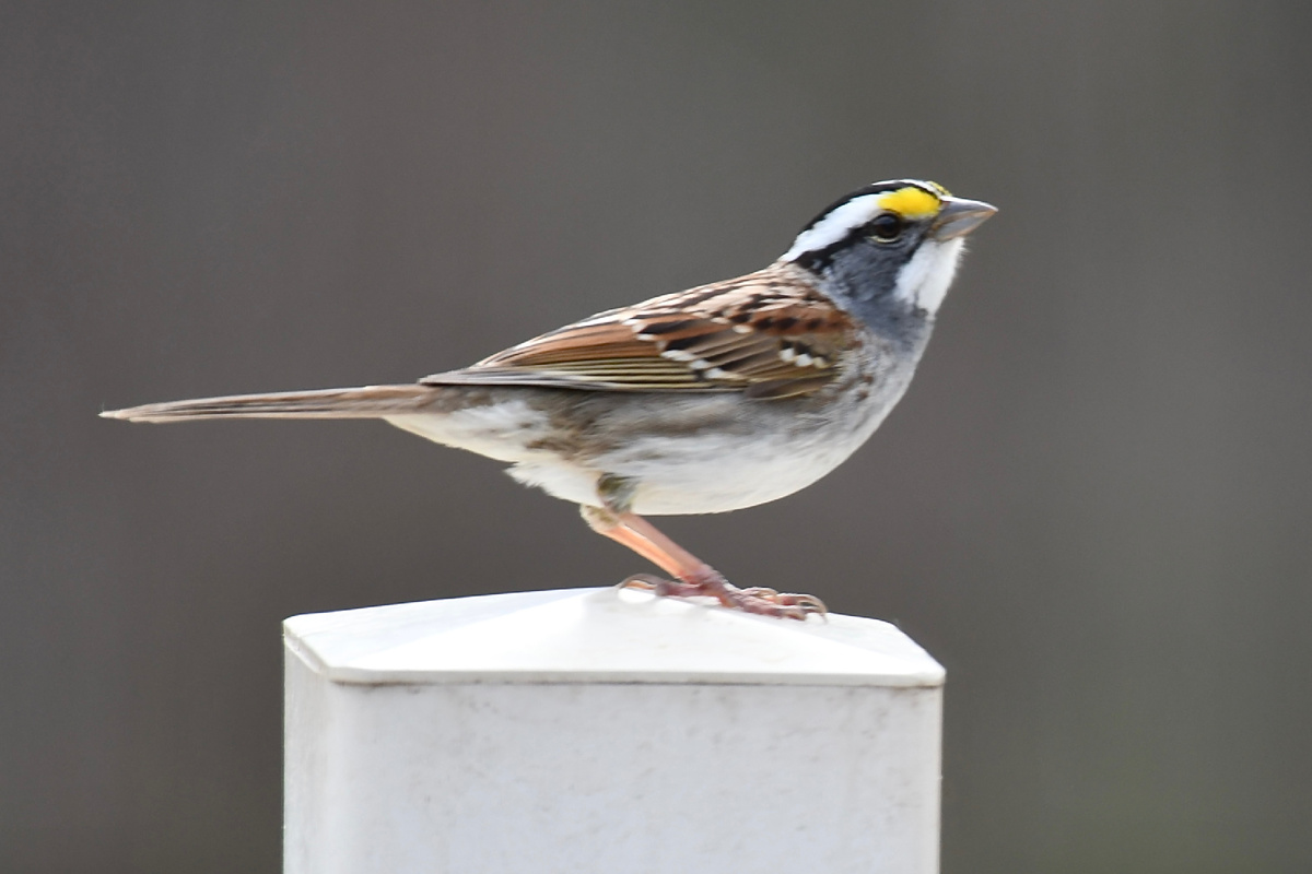 Герой статьи (фото автора)