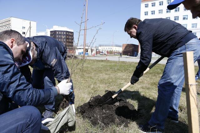 Председатель правительства Свердловской области Денис Паслер (слева) и губернатор региона Евгений Куйвашев (справа)  посадили последнее дерево вместе 30 апреля 2016 года. Прижилось ли оно? Фото: пресс-служба ГСО