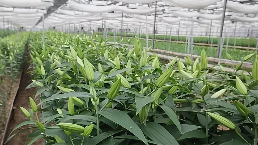 Выгонка Лилий в грунте теплицы