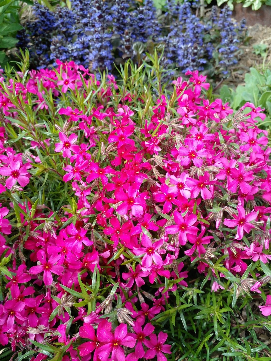 Мини-сад в городе © Copyright: Ориби Камм Пирр