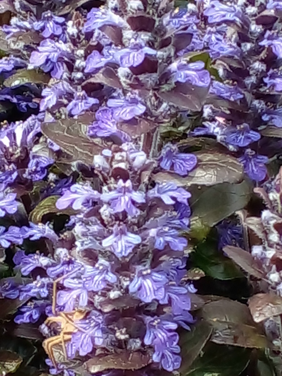 Мини-сад в городе © Copyright: Ориби Камм Пирр