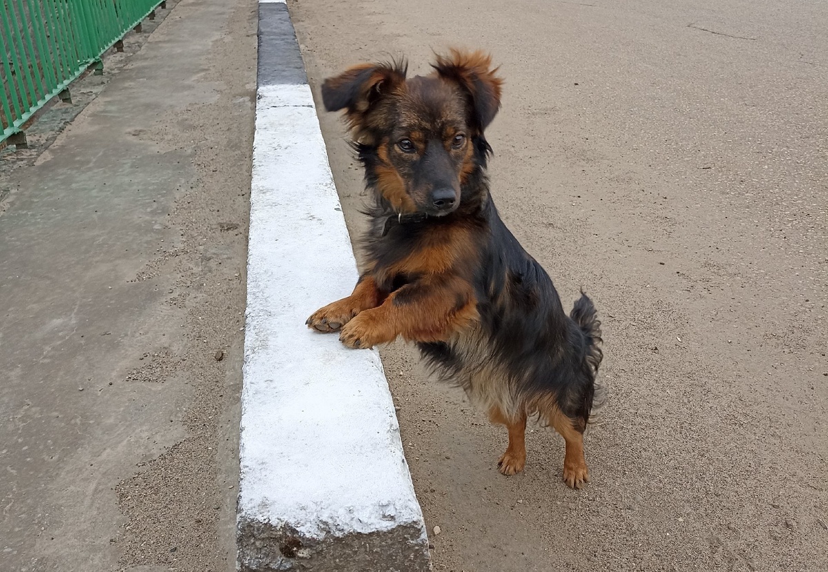    Лакомства, которые убивают: чем нельзя кормить собаку ни при каких условия - запомните раз и навсегда