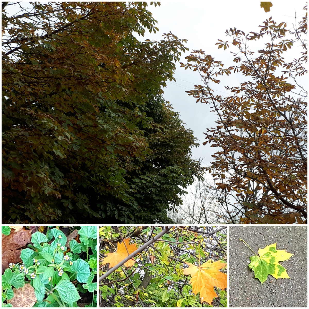 Коллаж автора 18.10.2025г.