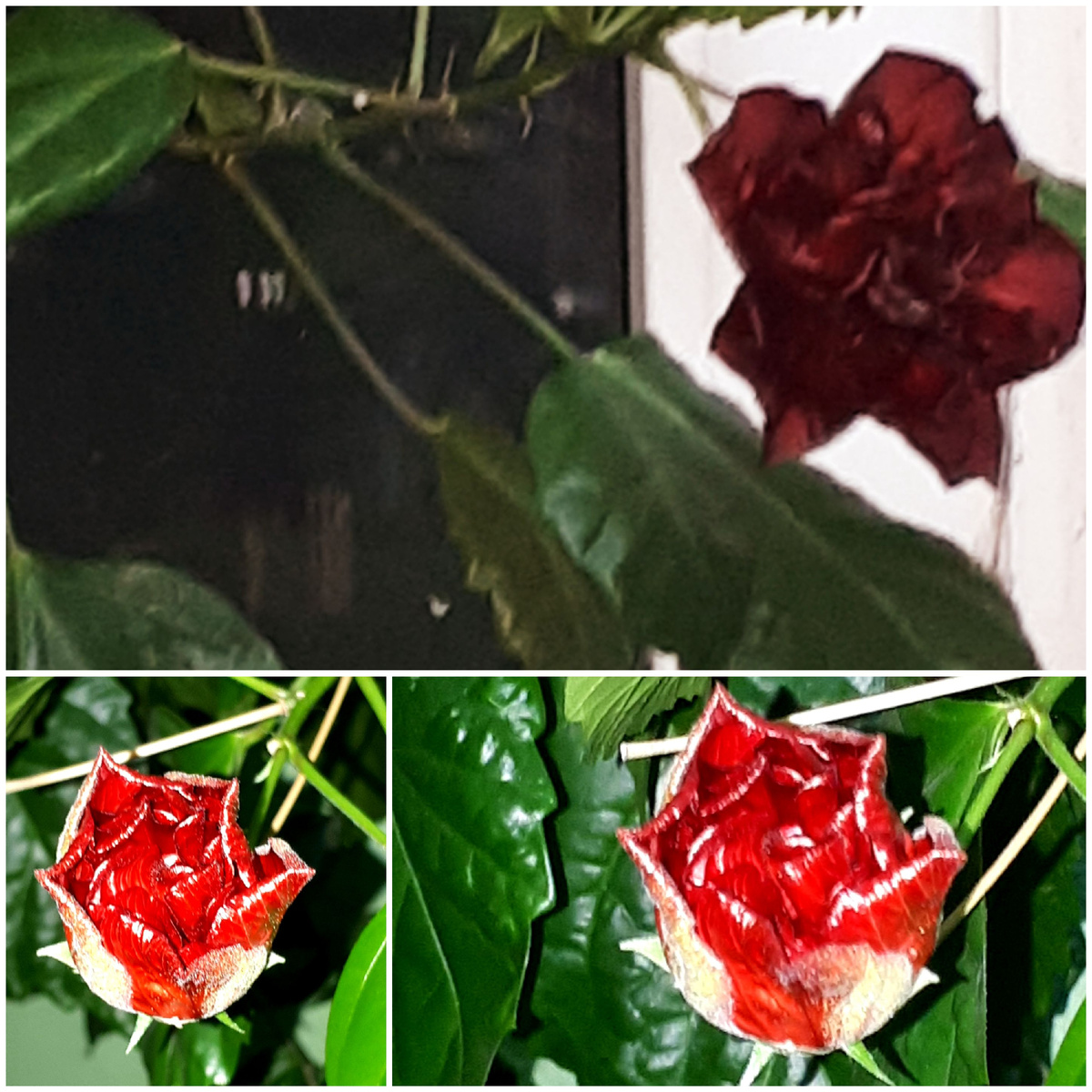 Коллаж автора 19.10.2025г.