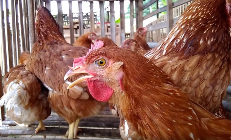Здоровье кур