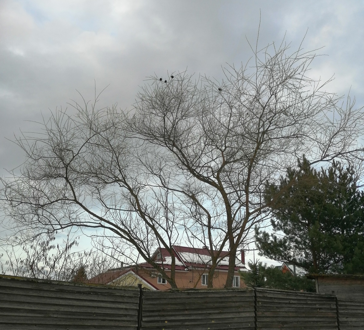 Со стороны этих соседей слышимость меньше, чем там, где просто забор и пока ещё невысокие деревья. Думаю, играют роль раскидистая ива, сосны и деревянный забор, они заглушают лишние звуки. 