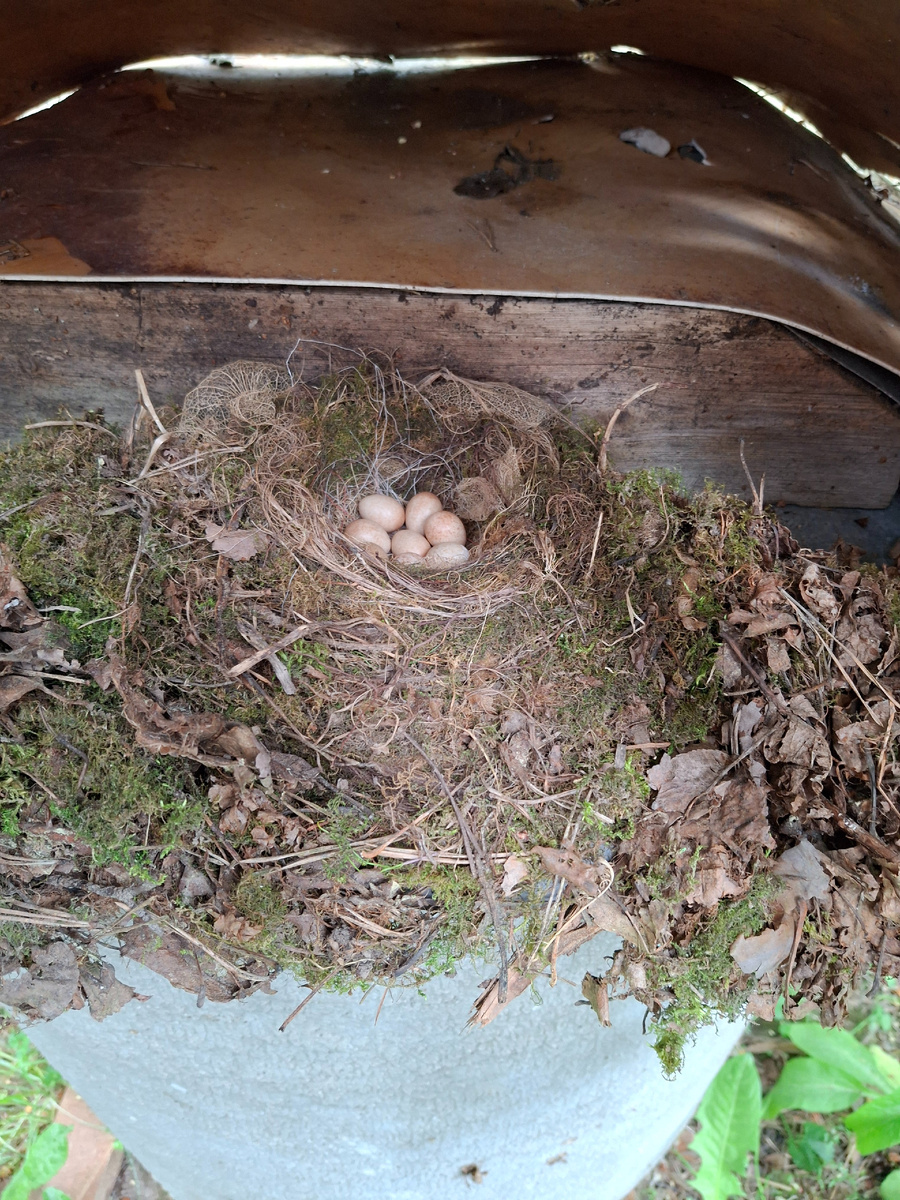 Вот такой сюрприз. Яишенки?