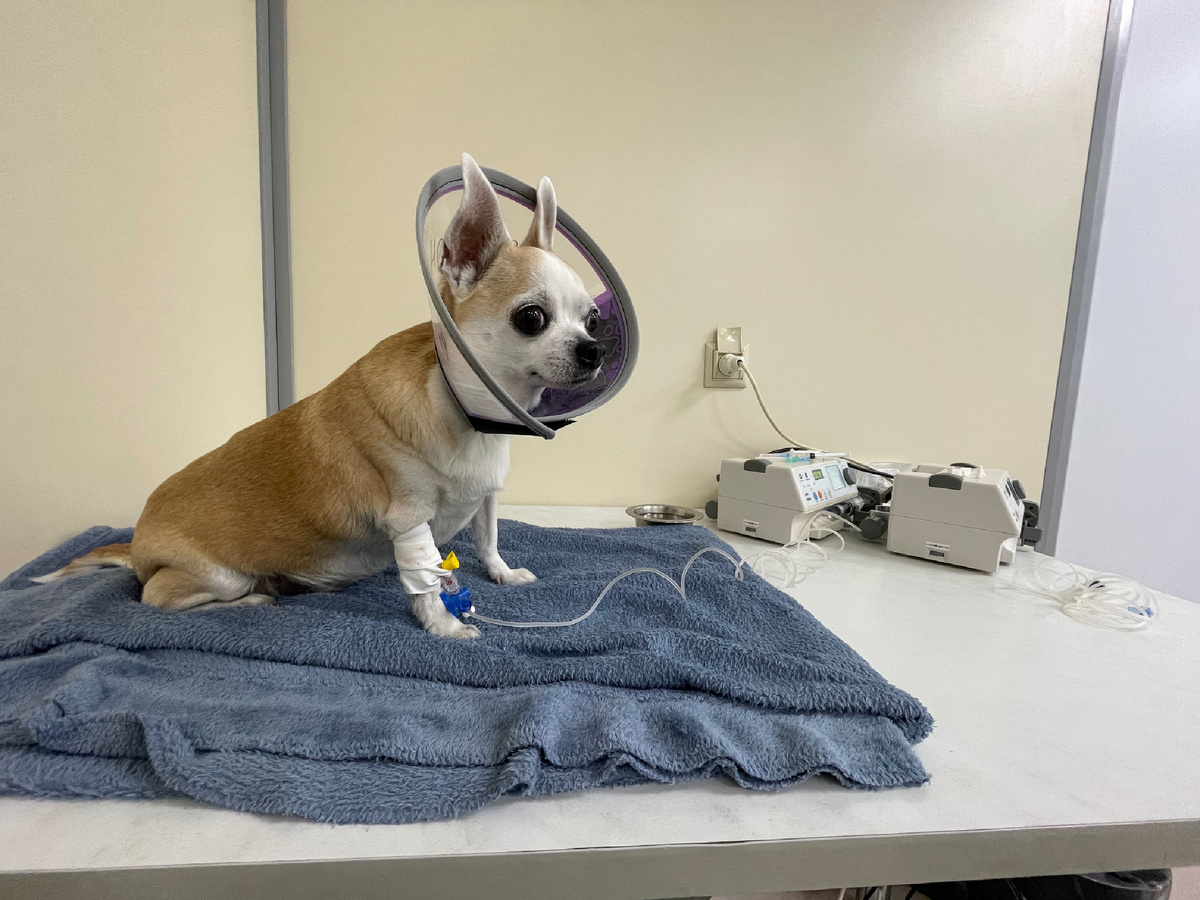 Бьянка в клинике