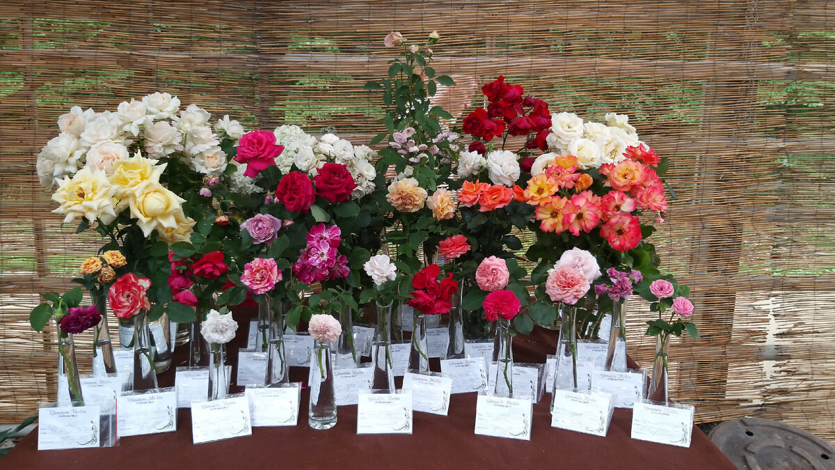 Выставка роз