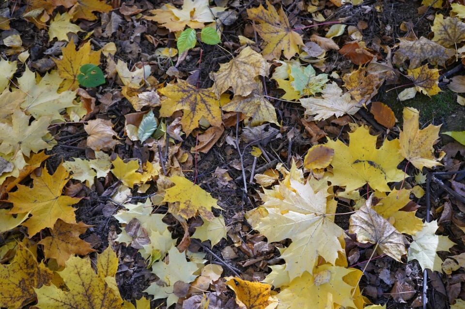    Осень. Сентябрь. Погода. Листва.. Источник: media4media.ru