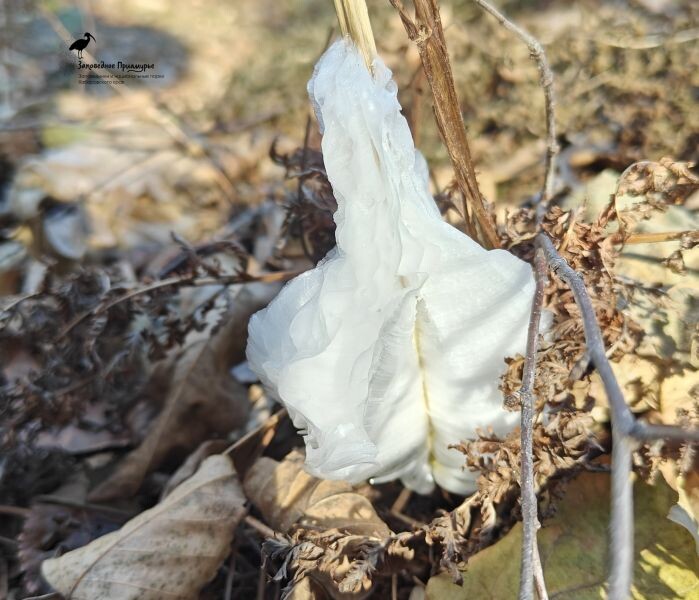    Фото:Ольга Аполлонова, ФГБУ «Заповедное Приамурье»