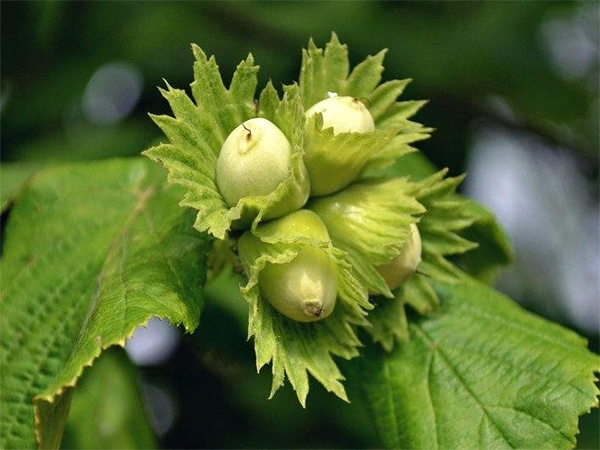 Орех на ветке