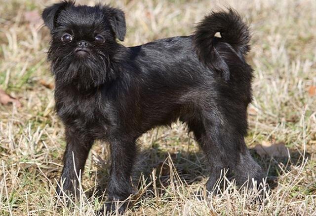 Бельгийский гриффон — это маленькая собака с крепким и пропорциональным телосложением.