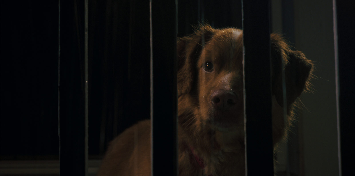 «Глазами пса» — хоррор о призраках, бессилии и безусловной любви (когда главный герой не умеет говорить)