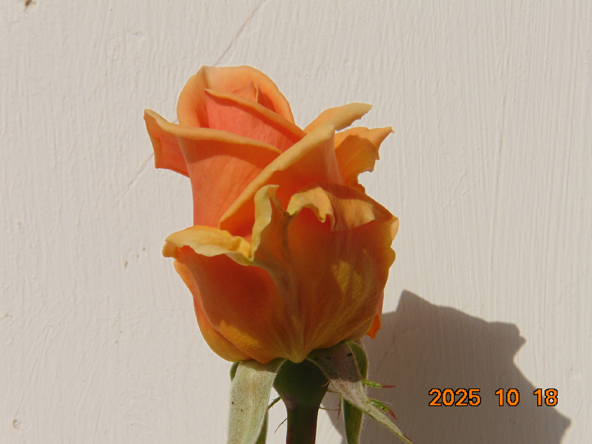 Бутон ч/г розы Гейша