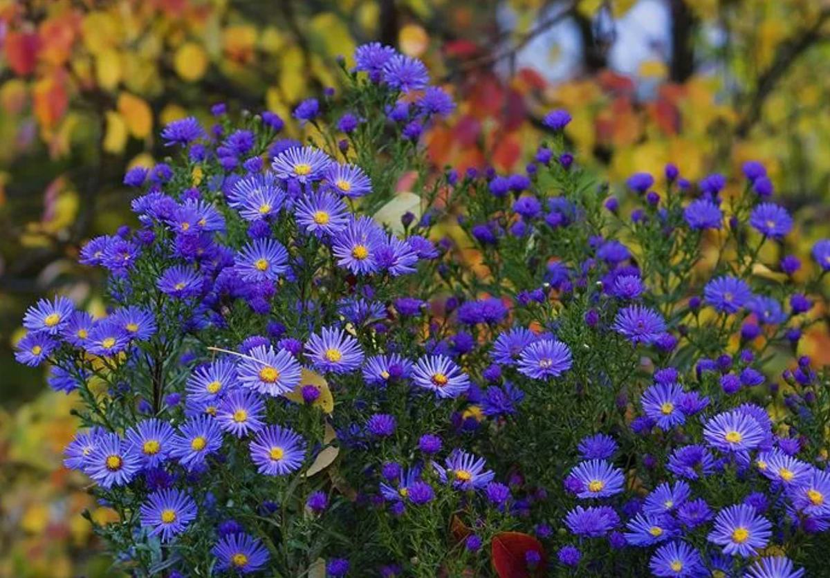 Источник фото: supersadovnik.ru