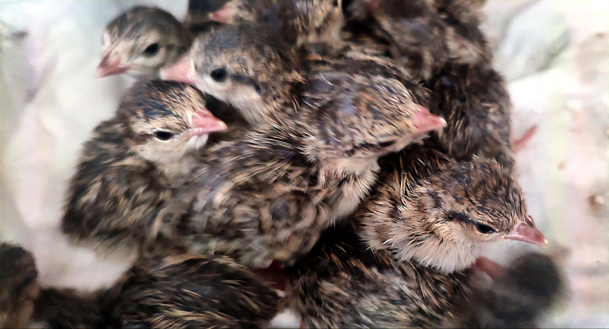 Они ещё даже не успели обсохнуть. 