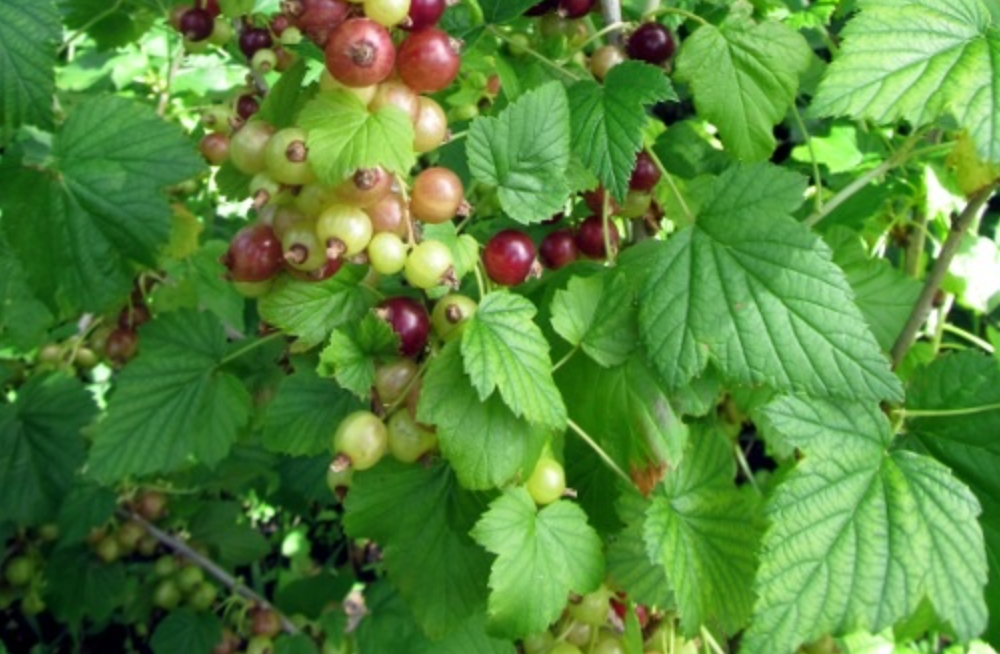 Источник фото: dzen.ru