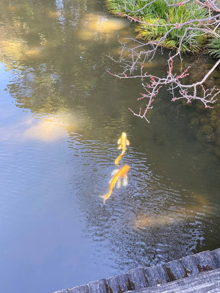 Фото автора. Просто карпы кои, просто февраль, и всё ещё хорошо. 