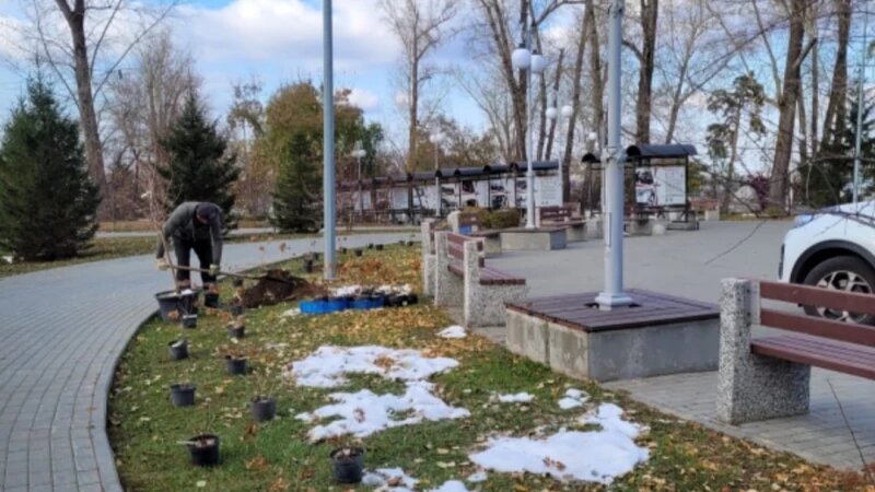     Саженцы в дар от барнаульской семьи. Инна Целовальникова