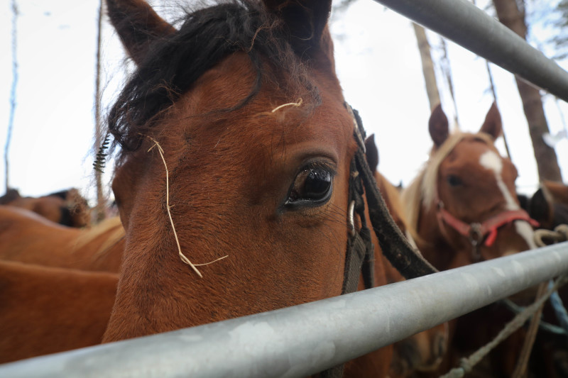    ФОТО: Carlos Castro/Keystone Press Agency/Globallookpress