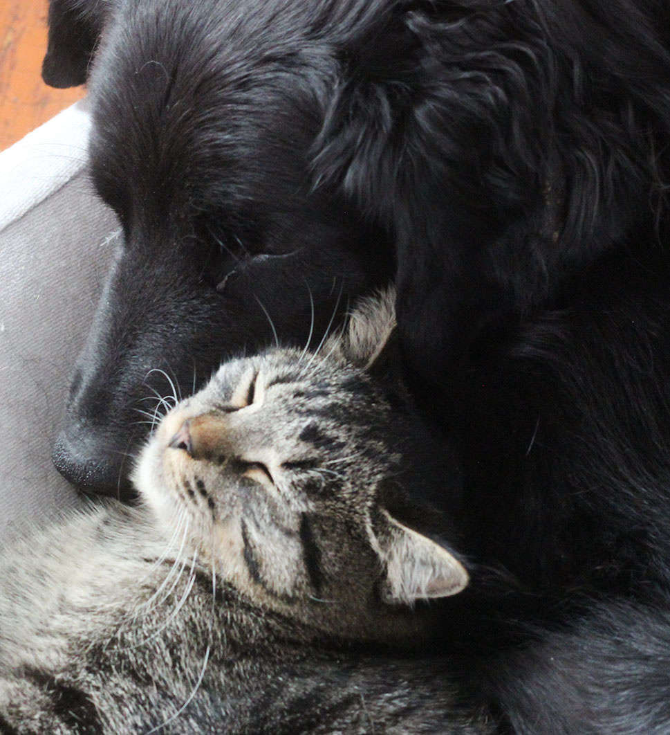 Будущий крысолов Кисик и дикая собака Мика слегка подружились