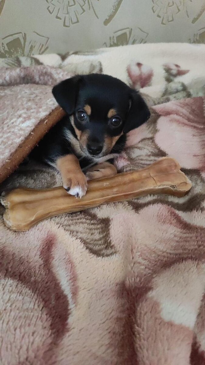 Тут Полкану всего 2 месяца