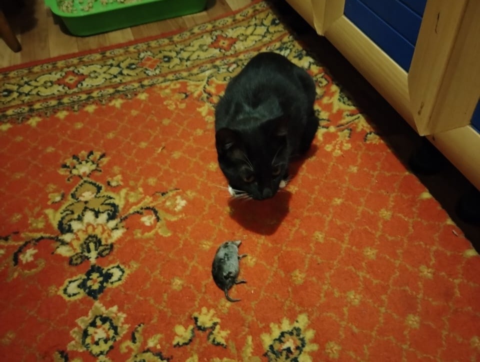 Это моя добыча!!!😂😂😂(фото сделано новой хозяйкой котёнка)