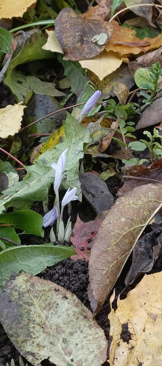 Безвременники 😍