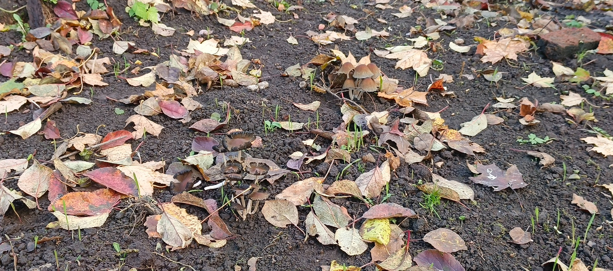 Поганки замаскировались под яблоней на фоне всходов овса и ржи 