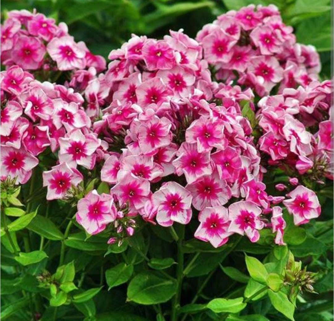 Старс энд страйп с, фото из интернета