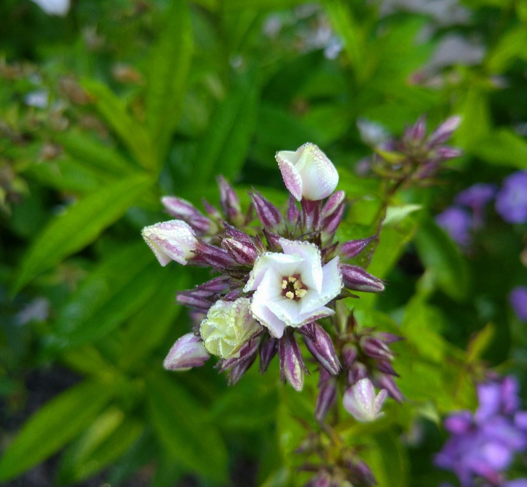 Первый цветок в кисти