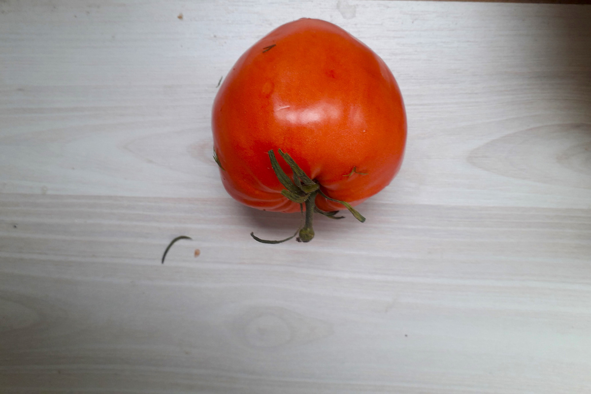 Фото 1. Томатный релакс: с собственного огорода урожай-2022)))
