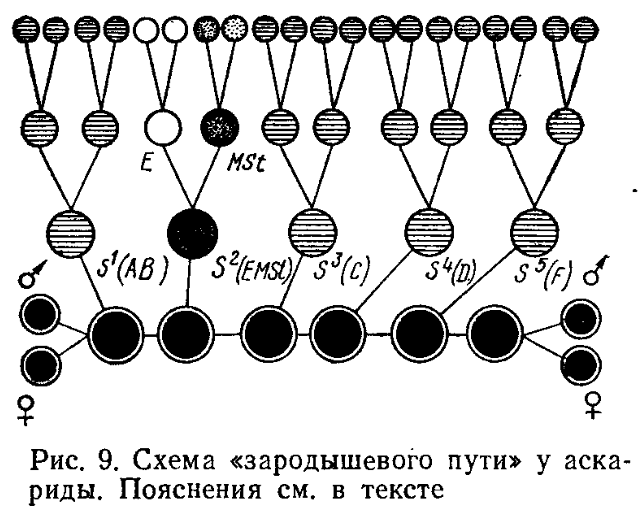 Черными кружками изображен ряд бластомеров, в которых на протяжении первых пяти дроблений не происходит диминуции хроматина. После шестого дробления они образуют гоноциты. Другие бластомеры и их производные, изображенные на рисунке выше черных кружков, делятся с диминуцией хроматина и являются поколениями соматических клеток